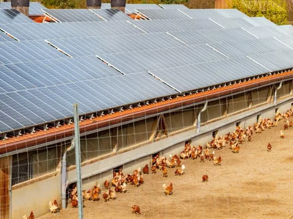 Poultry Farms