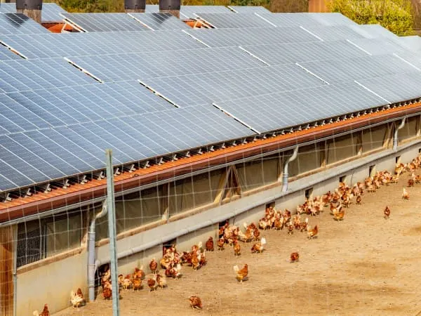 Poultry Farms